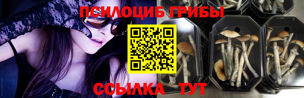 Дербент  Псилоцибиновые грибы мухоморы  Вход с VPN 